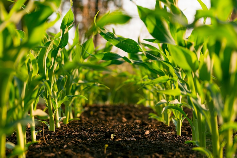 Irrigation services